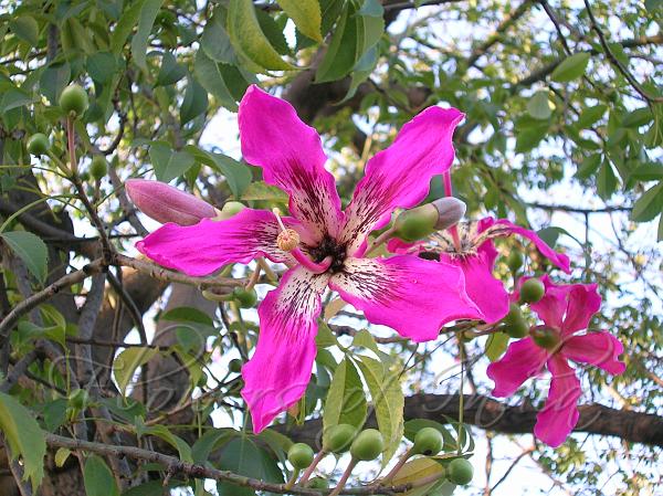 Floss Silk Tree